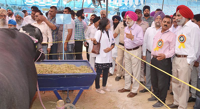 Dr. A. S. Nanda, Vice Chancellor, GADVASU visit the stall of Dairy Farm on 24th March 2017