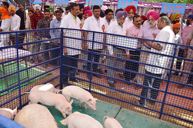 Dr. A. S. Nanda, Vice Chancellor, GADVASU visit the stall of Piggeries on 24th March 2017