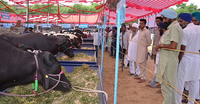 armers visit the 21st Pashu Palan Mela held on 22nd September, 2016