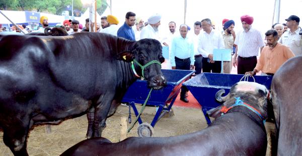 Dr. Ashok Kumar Mohanty and Sh. Raghunath B visits the stalls in pashu palan mela on dated 15-09-2023