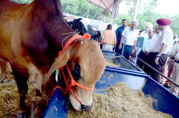  Dr. Ashok Kumar Mohanty, Director Central Institute of Research on Cattle Merrut and Sh. Raghunath B, CGM, NABARD, Chd were guest of honours on the second day of pashu palan mela