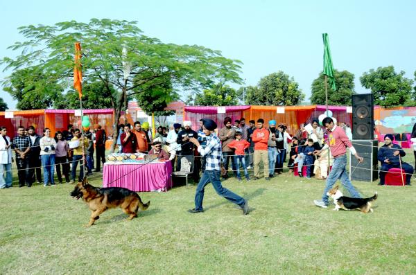  Dog Show Glimpse