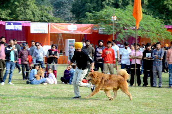  Dog Show Glimpse