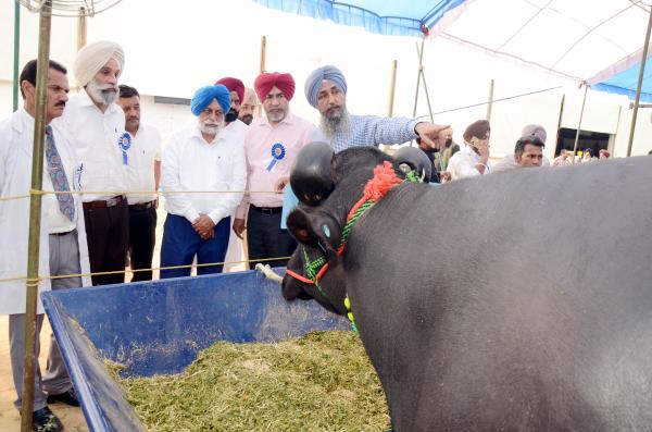 Dr. S.S. Gosal, VC, PAU visiting Animal Exhibition in Pashu Palan Mela on Dated 24-03-2023