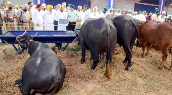 Dignitaries during mela visit