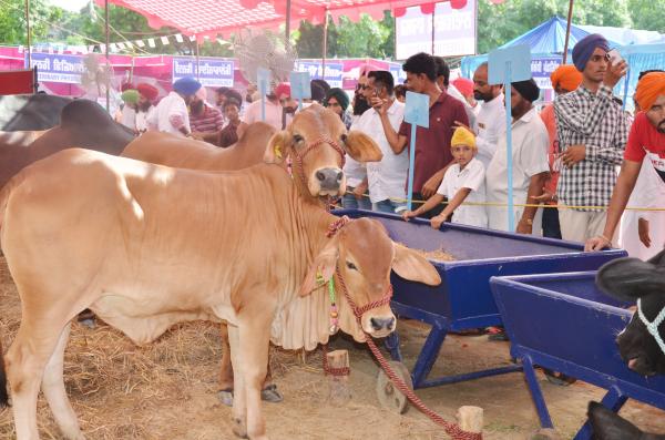 Farmers visited the Pashu Palan Mela (21-9-2019)