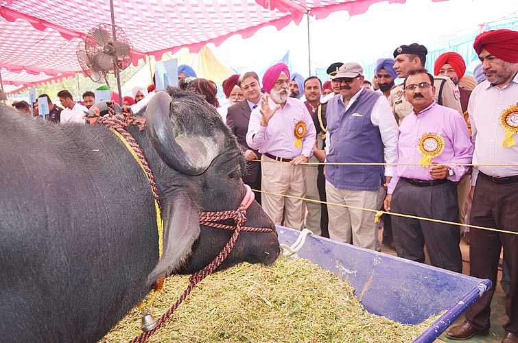 24th Pashu Palan Mela Starts at Veterinary Varsity on 23rd March, 2018