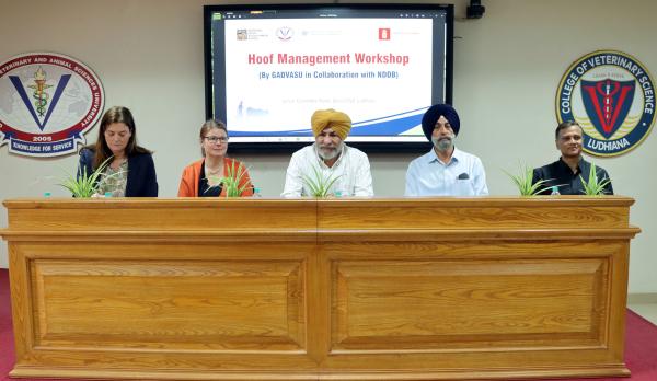 Guru Angad Dev Veterinary and Animal Sciences University, Ludhiana, in collaboration with National Dairy Development Board (NDDB), successfully organized an international specialized Hoof Management Workshop