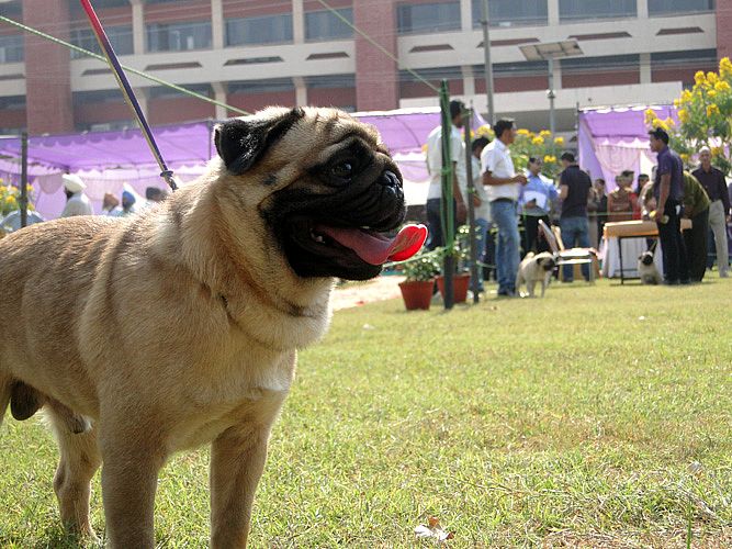 Celebration of Dog Show