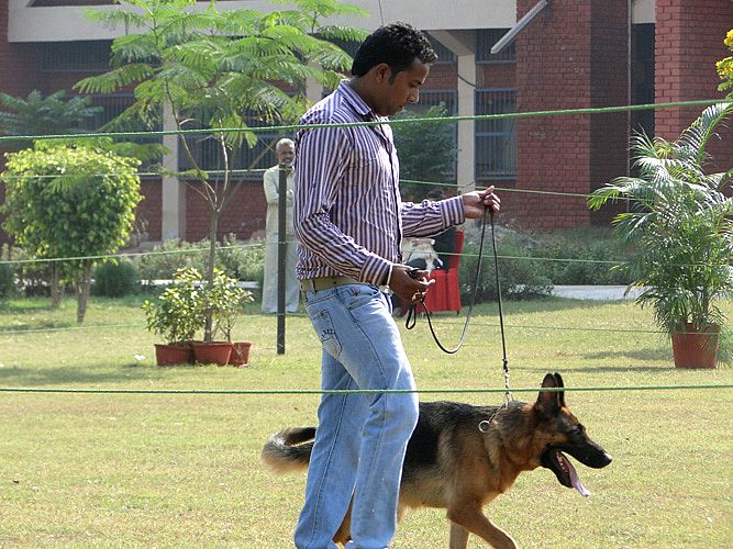 Celebration of Dog Show