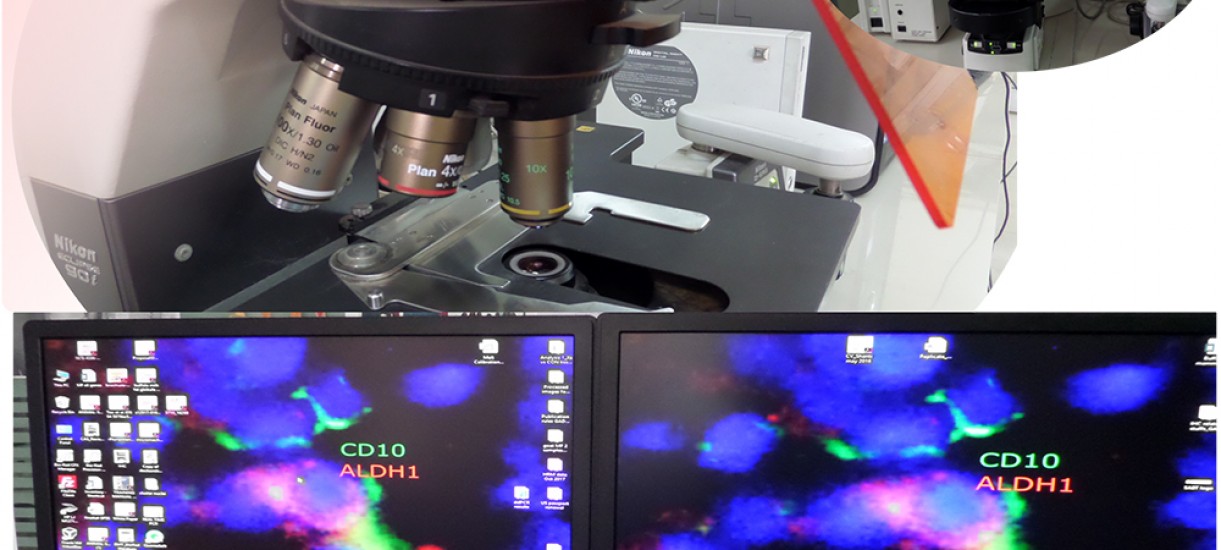 Inverted flourescent Microscope