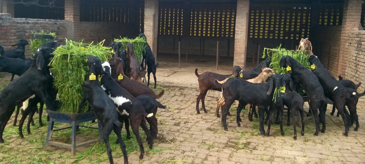 Feeding of goats in Stall-fed system