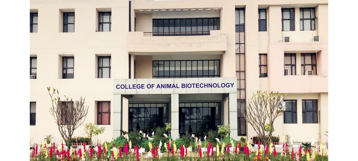 College of Animal Biotechnology